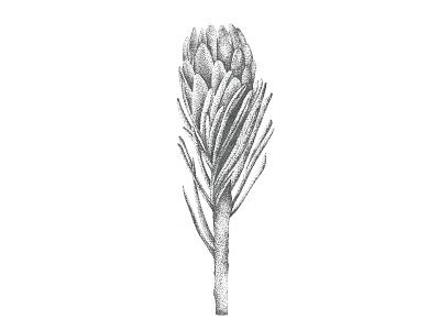 Stippled Protea blackwhite drawing floral flower illustration nature pointilism protea stippled stippling