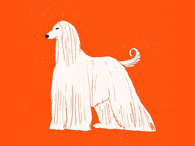 Afghan hound afghan hound dog dog illustration dogs hound illustration milica golubovic red
