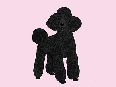 Black Poodle black poodle dog dogs illustrator milica golubovic poodle