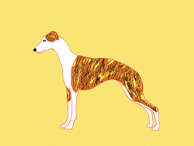 Whippet dog dog illustration dogs illustration milica golubovic whippet