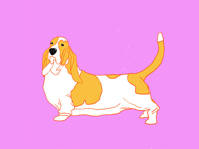 Basset Hound