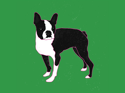 Boston Terrier design dog dogs illustration milica golubovic retro
