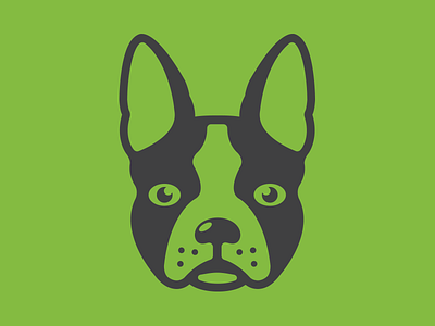 Boston Terrier