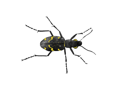 Tiger Beetle