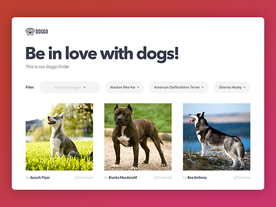 Doggo Picture Finder 2018 adobe animals dogs finder photoshop search ui ui ux xd