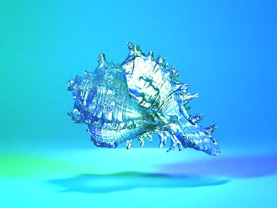 Murex Romosus 3d art b3d blender glass render shell studio light