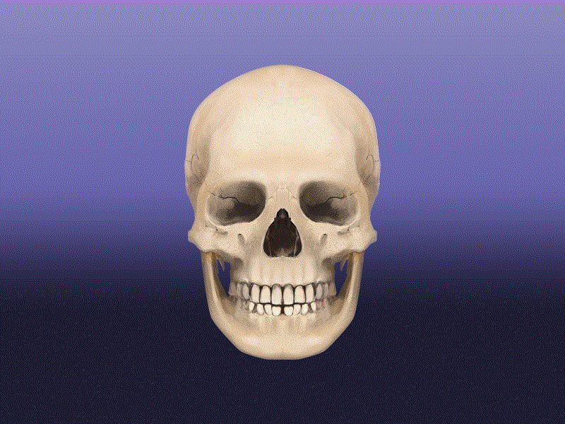 Hello Dribbble concept art digital painting freehand digital painting skull