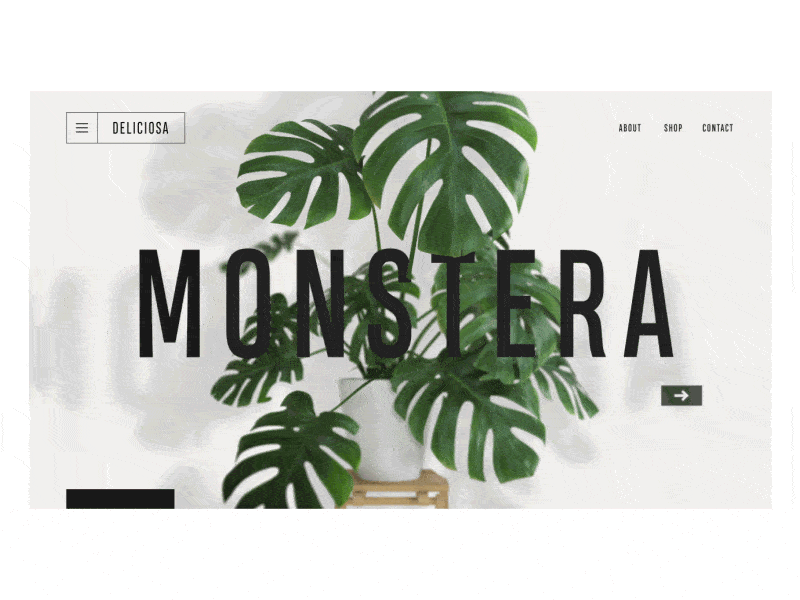 Monstera Deliciosa aka "Cheese Plant" → Product Zoom after effects animation clean interaction landing page minimal product shop web web design website