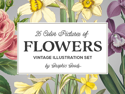 Collection of vintage floral illustrations is here! botanical ephemera floral flowers illustration plants retro vintage
