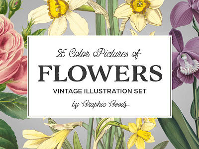 Collection of vintage floral illustrations is here!