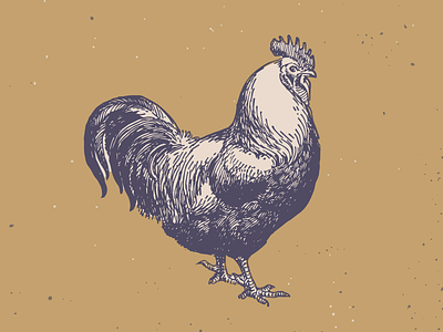 Rooster engraved engraving illustration retro rooster vector vintage