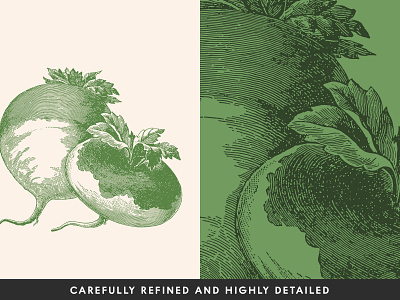 Turnip from the set of 220 Vintage Vegetable Illustrations engraved engraving food illustration retro vector vegetables vintage