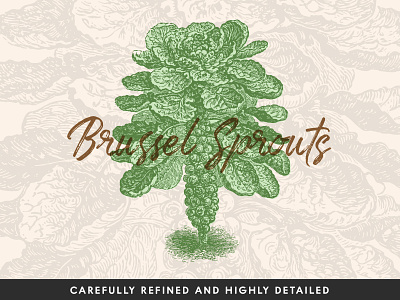 Brussel Sprouts Vector Illustration engraved engraving food illustration retro vector vegetables vintage