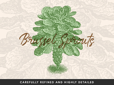 Brussel Sprouts Vector Illustration