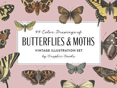 Butterflies and Moths - Vintage Illustrations butterfly creative market drawing ephemera illustration insect moth retro vintage