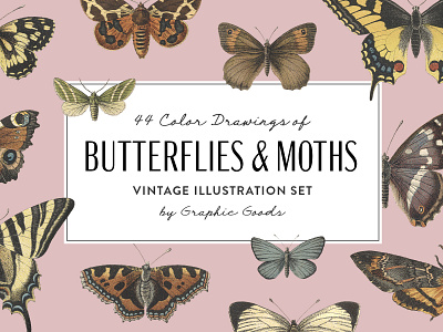 Butterflies and Moths - Vintage Illustrations