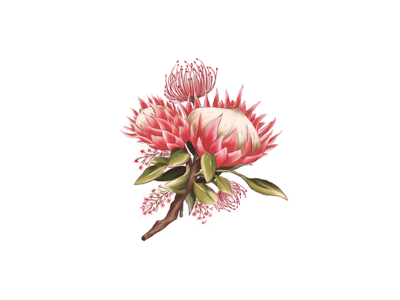 Protea Digital Painting floral illustration photoshop shirtdesign