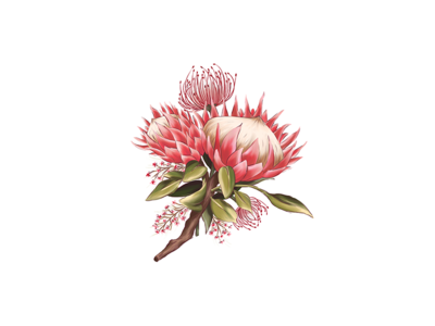 Protea Digital Painting