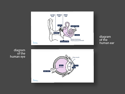 Human Anatomy Infographics