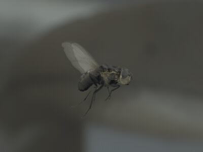 Nimmo House Fly animation depth of field house fly loop masking music video rotoscoping