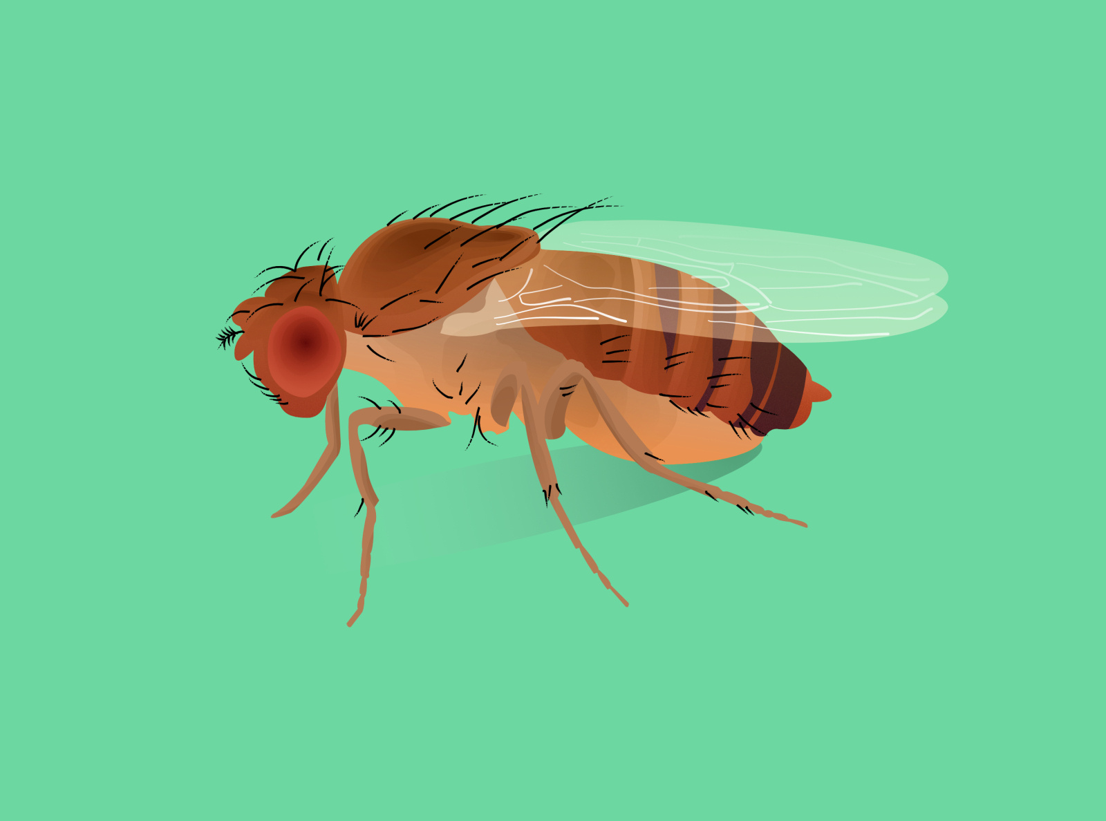 Drosophila melanogaster by Paula Longás on Dribbble