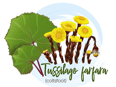 Coltsfoot background blossom coltsfoot floral flower illustration natural nature plant spring vector yellow