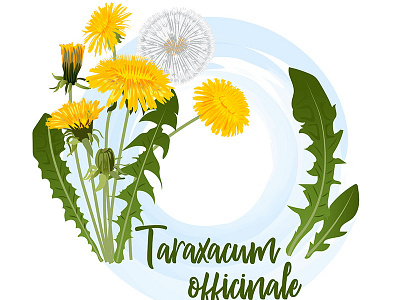 Taraxacum background beautiful blowball dandelion design floral flower garden illustration spring summer taraxacum