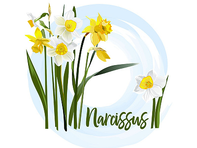 Narcissus adobe illustrator background design flower garden illustration isolated narcissus nature plant vector yellow