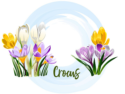 Crocus adobe illustrator card crocus floral flower illustration nature plant saffron season spring vector