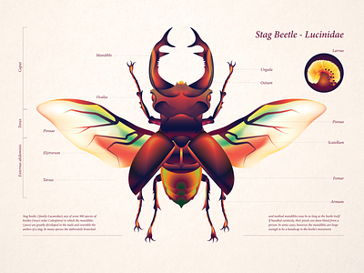 Lucinidae - Stag Beetle adobe illustrator conceptual illustration digital art editorial illustration flat art gradients graphic design illustration linear art vector vector art