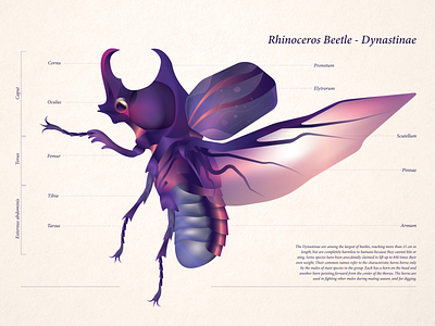 Dynastinae - Rhinoceros Beetle adobe illustrator character art conceptual illustration digital art drawing editorial illustration flat art graphic design illustration vector art