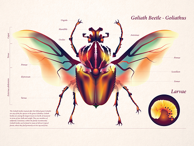 Goliathus - Goliath Beetle adobe illustrator character art conceptual illustration digital art editorial illustration flat art gradients graphic design illustration vector vector art
