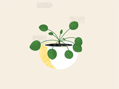 Pilea <3 adobe illustration photoshop pilea plant succulent