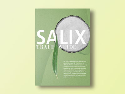 Salix graphicdesign poster posterdesign salix typography willow
