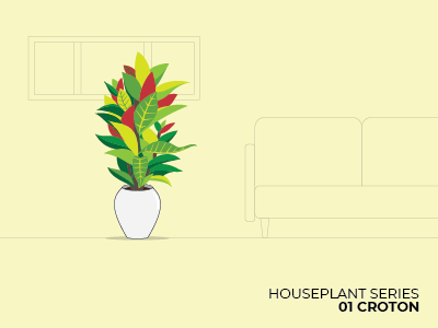 01 Croton croton green houseplant plant red series vase warm yellow