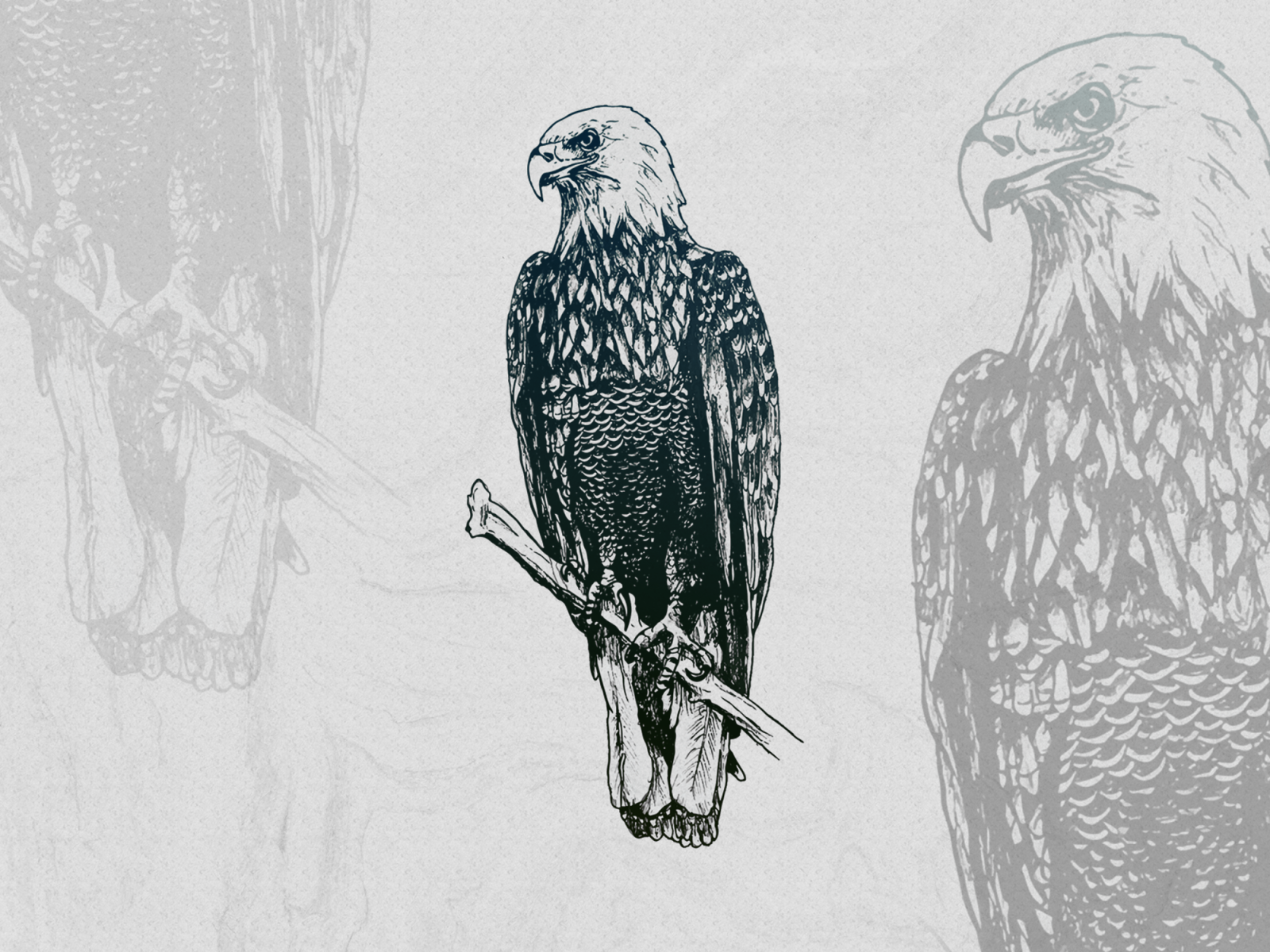 Bald Eagle - Bird Drawing - CleanPNG / KissPNG