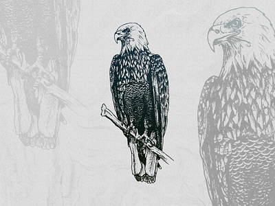 Bald Eagle bird illustration