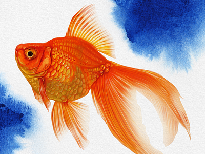 Goldfish Experiment digital art graphic design illustration painting portrait
