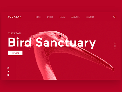 Flamingo Bird Sanctuary birds branding design flamingo illustration tropical ui ui designer ux webdesign website webui
