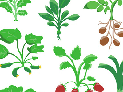 Vegetable plants