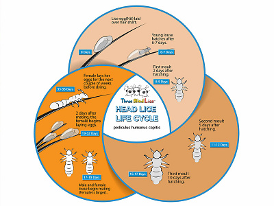 Info Graphic for Head Lice Removal branding illustrator info graph vector