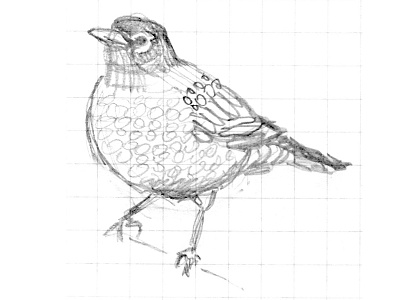 Robin Sketch bird pencil robin sketch