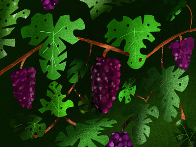 Grapes illustration