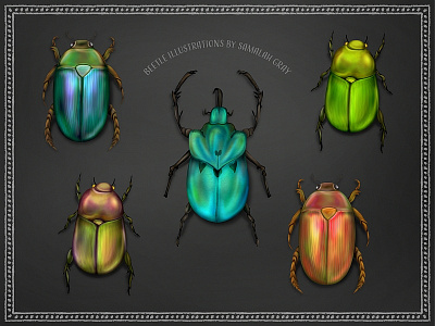 Bright Beetle Illustrations