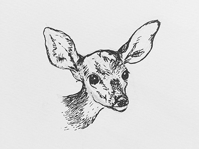 Inktober 2017 series animals deer doodles illustrations ink inktober sketch