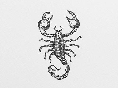 Inktober 2017 series animals doodles illustrations ink inktober scorpion sketch