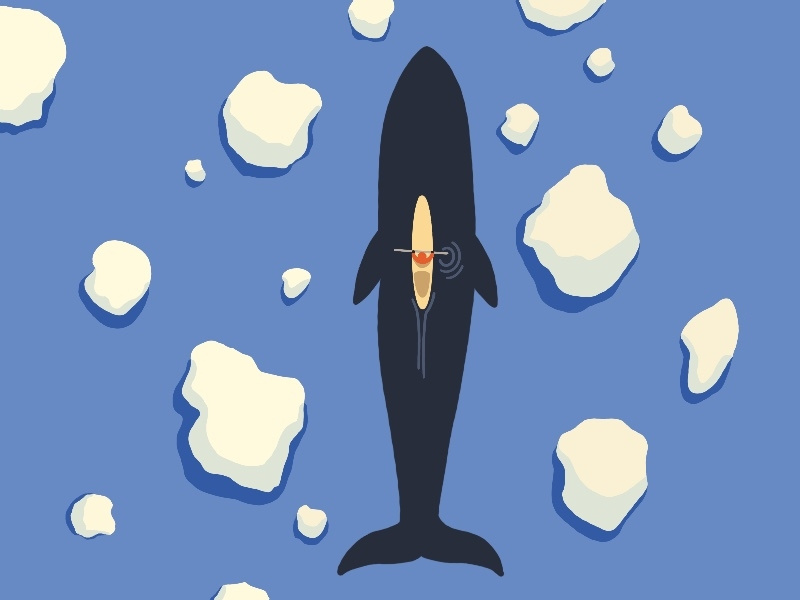 Whale Watch By Hasan On Dribbble