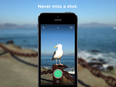 Never miss a shot camera leo seagull
