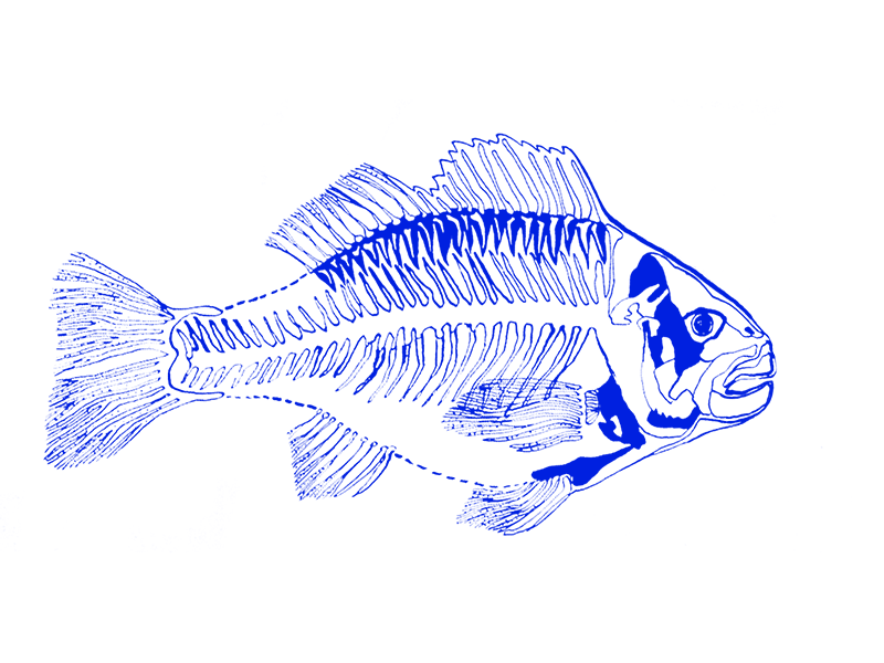 Anatomy of a Fish anatomy fish illustration ink drawing organic skeleton vectrorized