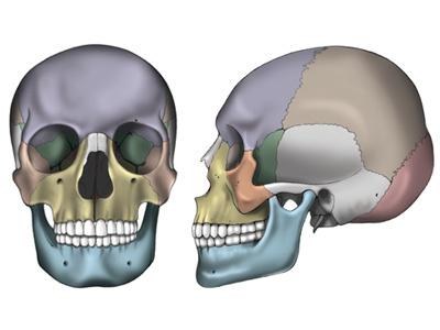 Skull anatomy skull